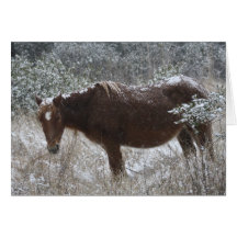 Het Wenskaart van het Pony van Chincoteague