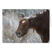Het Wenskaart van het Pony van Chincoteague