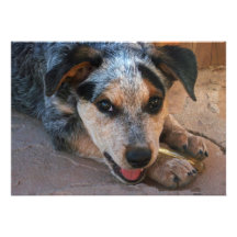 Het Westerne Puppy van de Hond van het Vee van de 