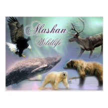 Het Wild van Alaska Wens Kaarten