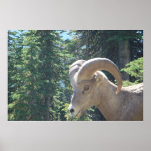 Het Wild van het Park van de gletsjer Posters