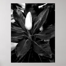 Het zwart-witte poster van de magnolia