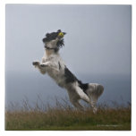 het zwart-witte spelen van het Spaniel van de Aanz Geboortetegeltje