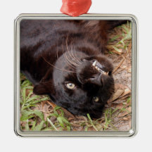 Het zwarte Ornament van Kerstmis van de Luipaard