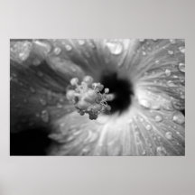 Hibiscus Posters