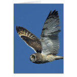 Hibou à oreilles courtes (flammeus d'Asio) Cartes De Vœux