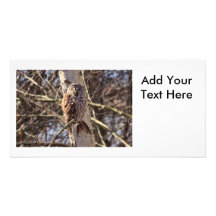 Hibou barré dans une photo d'arbre de bouleau cartes de vœux avec photo