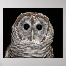 Hibou barré poster