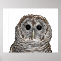 Hibou barré posters