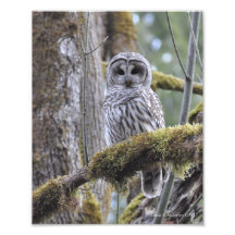 Hibou barré sur un arbre moussu art photographique