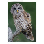 Hibou barré (varia de Strix) Cartes De Vœux