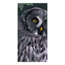 Hibou de grand gris carte avec photo