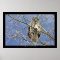 Hibou de grand gris