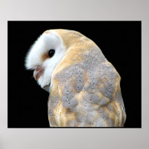 Hibou de grange posters