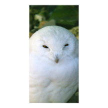Hibou de Milou Photocarte Personnalisée