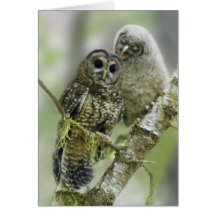 Hibou repéré du nord avec son jeune hibou cartes
