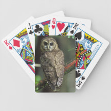 Hibou repéré du nord - caurina d'occidentalis de S Cartes Bicycle Poker