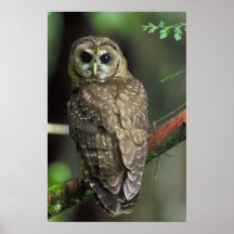 Hibou repéré du nord - caurina d'occidentalis de S Affiches