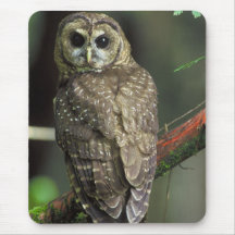 Hibou repéré du nord - caurina d'occidentalis de S Tapis De Souris