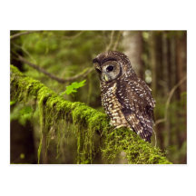 Hibou repéré du nord (caurina d'occidentals de Str Cartes Postales