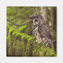 Hibou repéré du nord (caurina d'occidentals de Str Magnets Pour Réfrigérateur