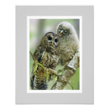 Hibou repéré du nord (occidentalis de Strix) 11 x  Photographie D’art