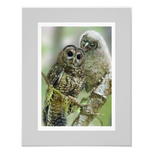 Hibou repéré du nord (occidentalis de Strix) 11 x  Photographie D’art