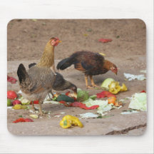 hiphop kippen het eten muis matten