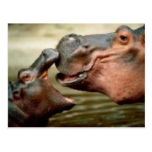 HIPPO WENS KAART