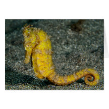 Hippocampe Cartes De Vœux