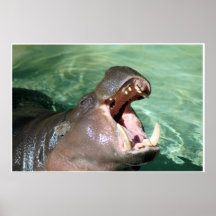 Hippopotame Posters