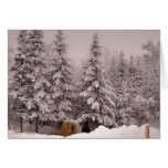 Hiver du nord 6 du Maine Cartes De Vœux