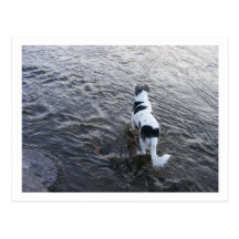 hond in het water wens kaart
