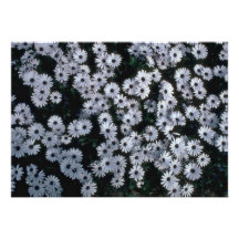 Honderden Witte Bloemen Aankondiging