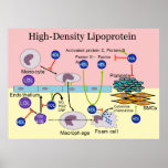 Hoog - dichtheidsLipoprotein HDL Diagram Afdruk