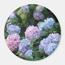 Hortensia bleu et pourpre aimants pour réfrigérateur