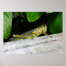 Houblon plus de poster