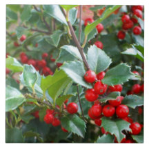 Houx de Noël Carreau
