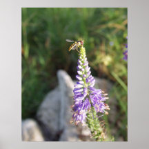 HoverFly Affiche