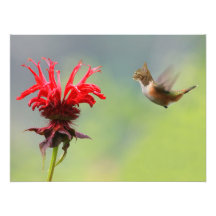 Hummingcat Photographe