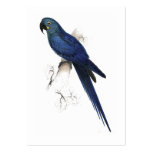 Hyacinthine Maccaw par Edward Lear Modèles De Cartes De Visite