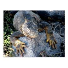 Iguane, plazas de las d'Islas, Galapagos Cartes Postales