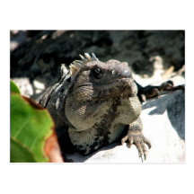 Iguane, Tulum, Mexique Cartes Postales