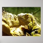 Iguanes verts tête à tête poster