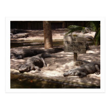 Île d'alligator carte postale