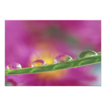 Image des asters formés dans des gouttelettes d'ea