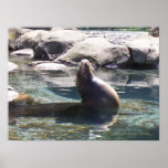 Image d'otarie poster