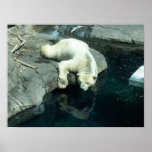 Image d'ours blanc affiches