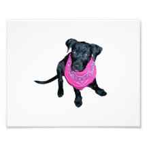 Image noire de chiot de Bandana de rose de laborat Photo D’art