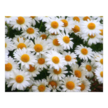 IMG_0066 Daisy Lovers Aankondiging